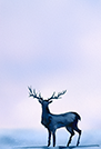 トナカイのイラスト