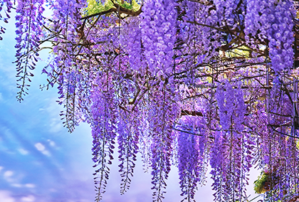 藤の花のポストカード / 商品番号 5168