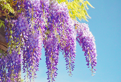 藤の花のポストカード / 商品番号 5169