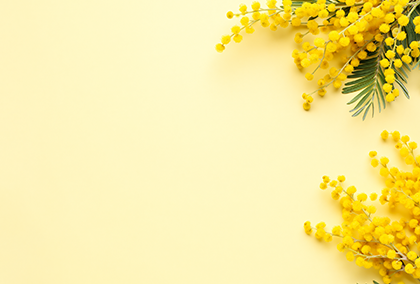 ミモザのポストカード / 商品番号 5171