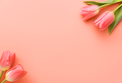 チューリップのポストカード / 商品番号 5175