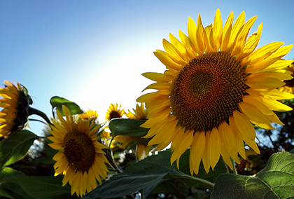 ひまわりのポストカード / 商品番号 5180