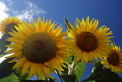 ひまわりのポストカード / 商品番号 5181