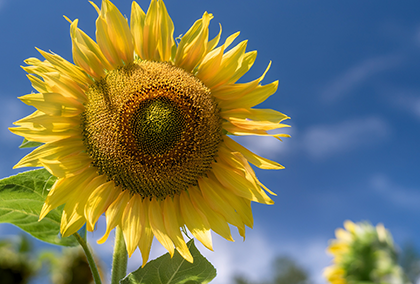 ひまわりのポストカード / 商品番号 5183