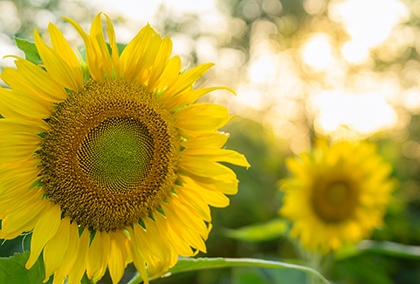 ひまわりのポストカード / 商品番号 5184