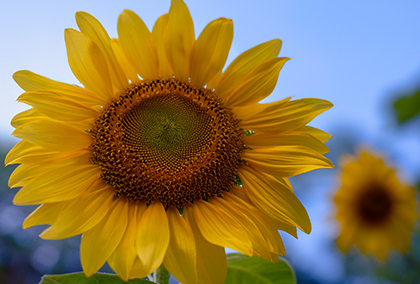 ひまわりのポストカード / 商品番号 5185