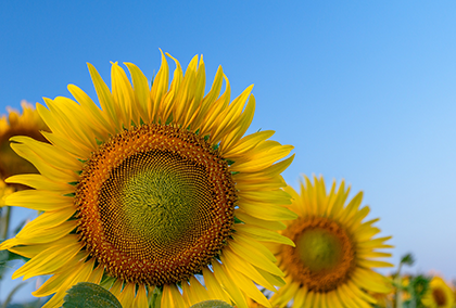 ひまわりのポストカード / 商品番号 5186