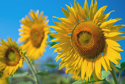 ひまわりのポストカード / 商品番号 5187