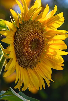 ひまわりのポストカード / 商品番号 5189