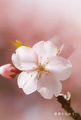 桜のポストカード：商品番号 5207